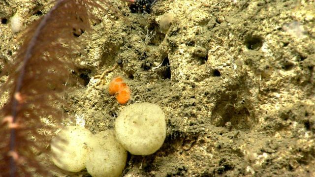 Deep sea sponge. Picture