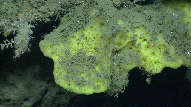 Deep sea sponge. Picture