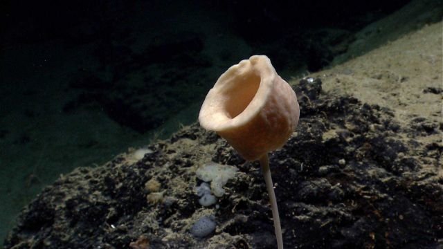 Deep sea sponge. Picture