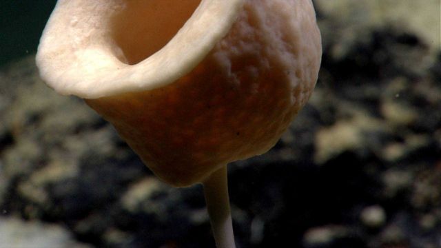 Deep sea sponge. Picture