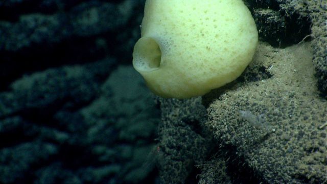 Deep sea sponge. Picture