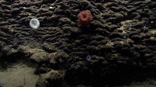 Deep sea sponge. Picture
