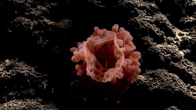Deep sea sponge. Picture