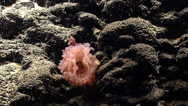 Deep sea sponge. Picture