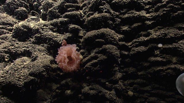 Deep sea sponge. Picture