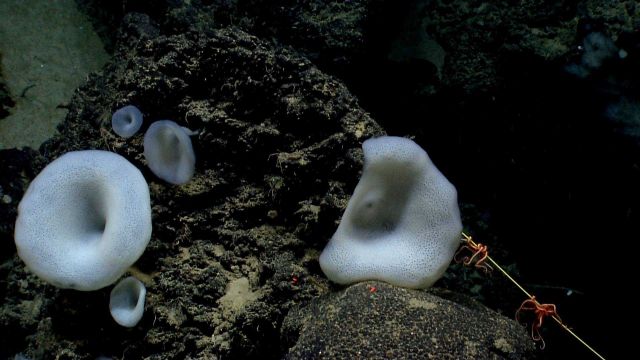 Deep sea sponge. Picture