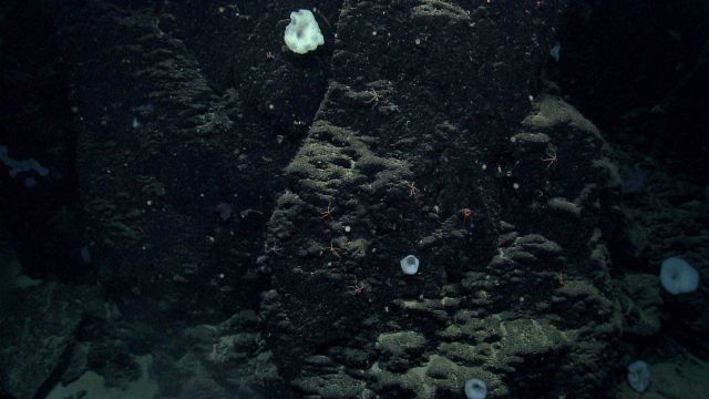 Deep sea sponge. Picture