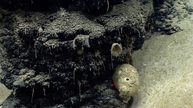 Deep sea sponge. Picture