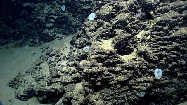 Deep sea sponge. Picture