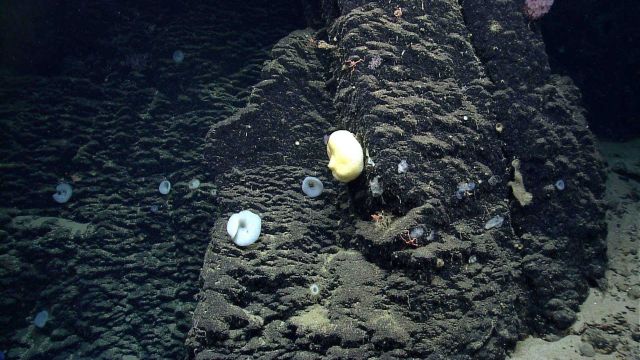 Deep sea sponge. Picture