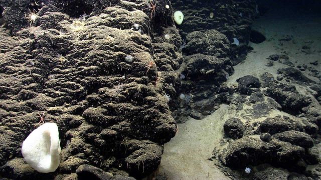 Deep sea sponge. Picture