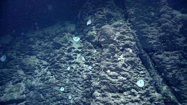 Deep sea sponge. Picture