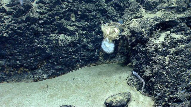 Deep sea sponge. Picture