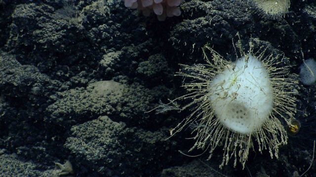 Deep sea sponge. Picture