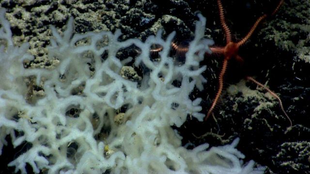 Deep sea sponge. Picture