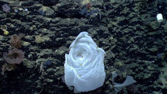 Deep sea sponge. Picture