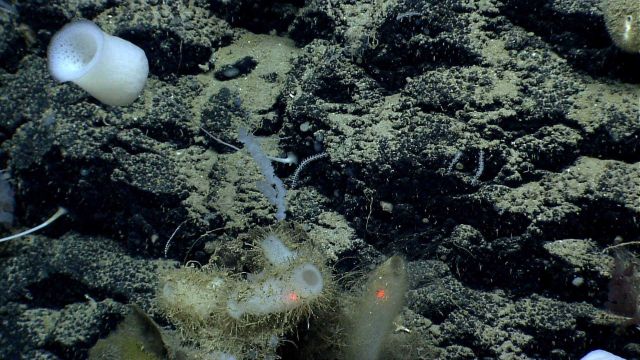 Deep sea sponge. Picture
