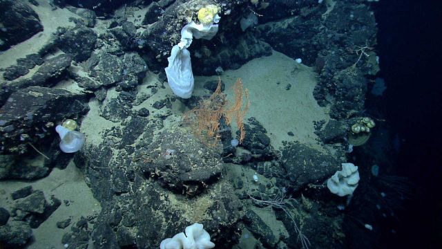 Deep sea sponge. Picture