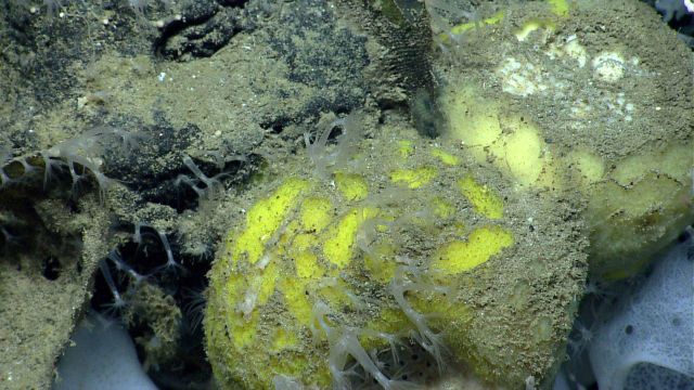 Deep sea sponge. Picture