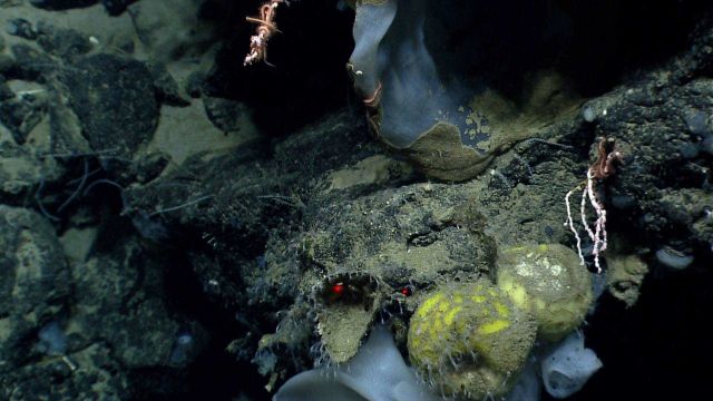 Deep sea sponge. Picture