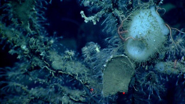Deep sea sponge. Picture