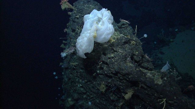 Deep sea sponge. Picture