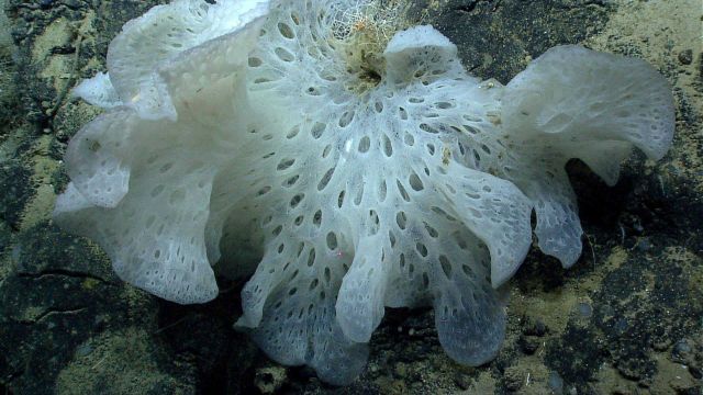 Deep sea sponge. Picture