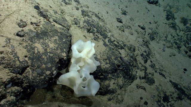 Deep sea sponge. Picture