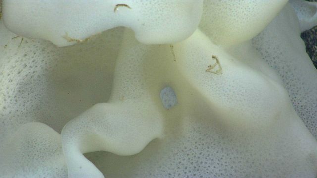 Deep sea sponge. Picture