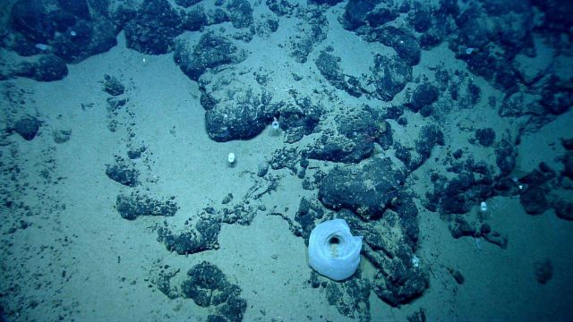 Deep sea sponge. Picture