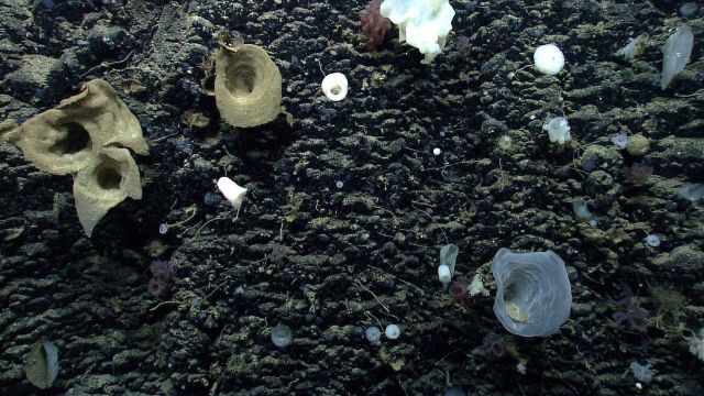 Deep sea sponge. Picture