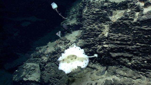 Deep sea sponge. Picture