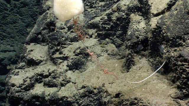 Deep sea sponge. Picture