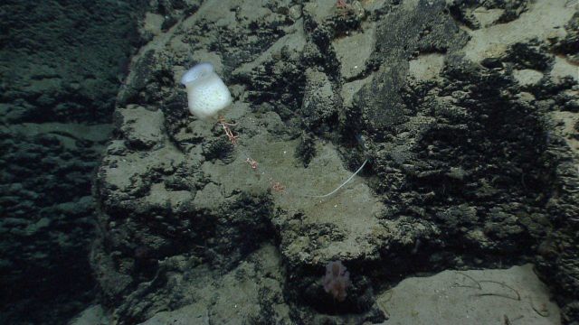 Deep sea sponge. Picture