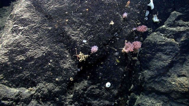 Deep sea sponge. Picture