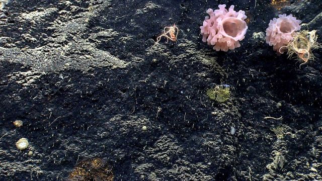 Deep sea sponge. Picture