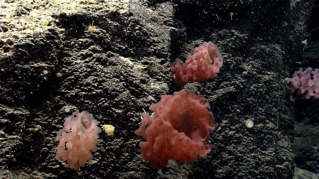 Deep sea sponge. Picture