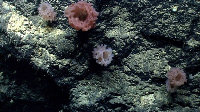 Deep sea sponge. Picture