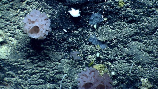 Deep sea sponge. Picture