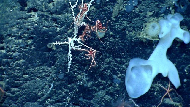 Deep sea sponge. Picture