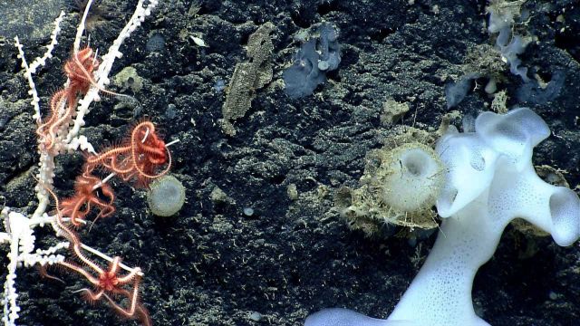 Deep sea sponge. Picture