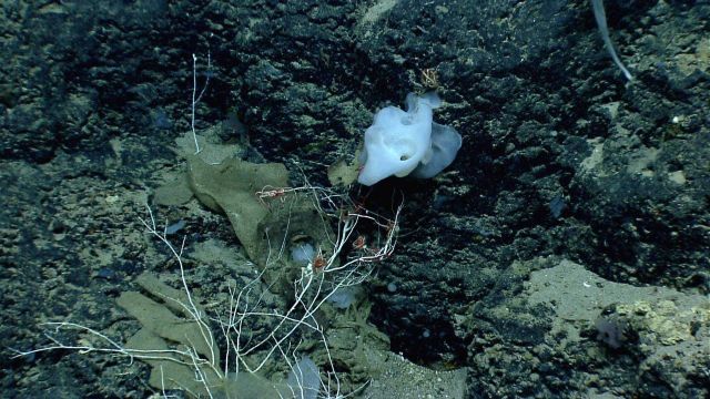 Deep sea sponge. Picture