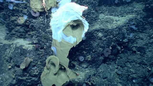 Deep sea sponge. Picture