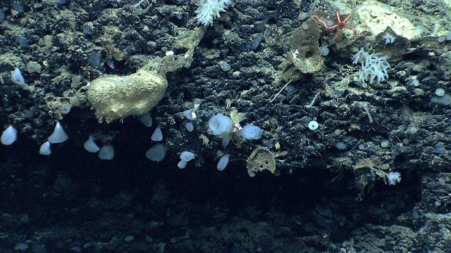 Deep sea sponge. Picture
