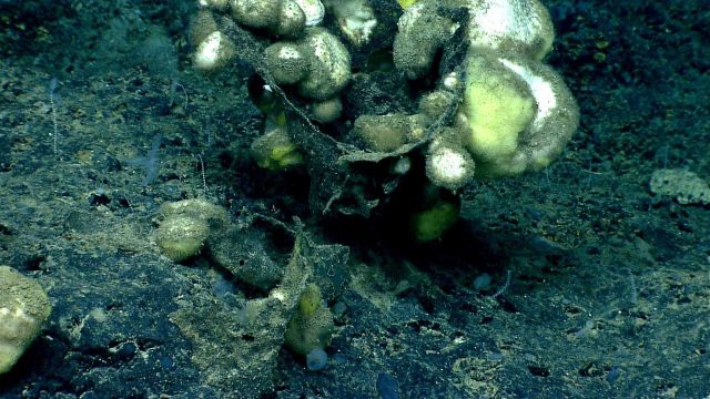 Deep sea sponge. Picture