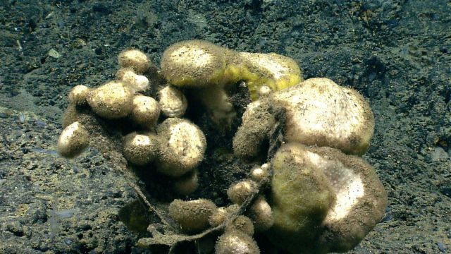 Deep sea sponge. Picture
