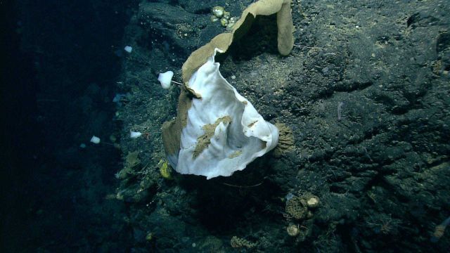 Deep sea sponge. Picture