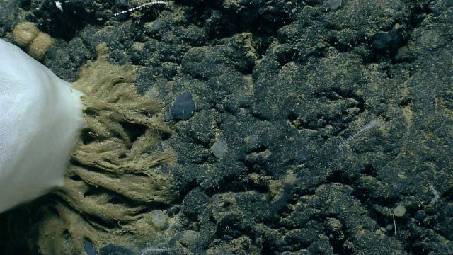 Deep sea sponge. Picture