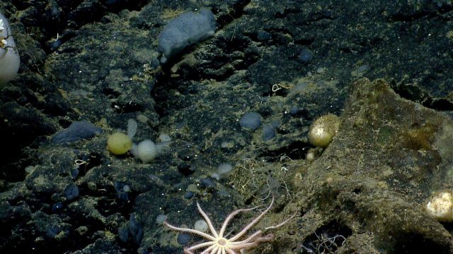 Deep sea sponge. Picture