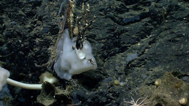 Deep sea sponge. Picture